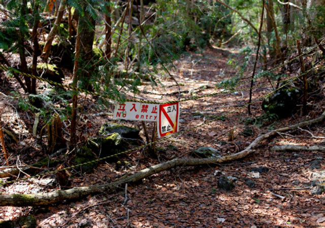 Suicide Forest, Aokigahara